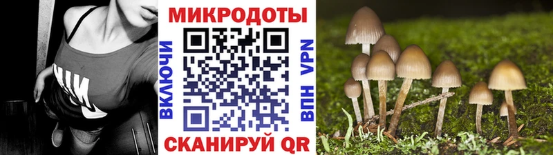 Псилоцибиновые грибы Psilocybe  Купить  Байкальск 